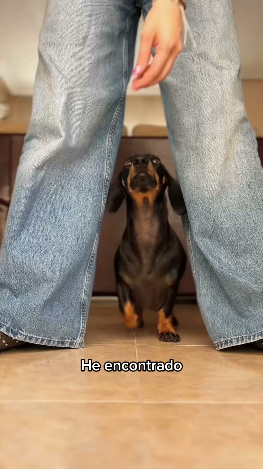El mejor arnés para tus paseos diarios