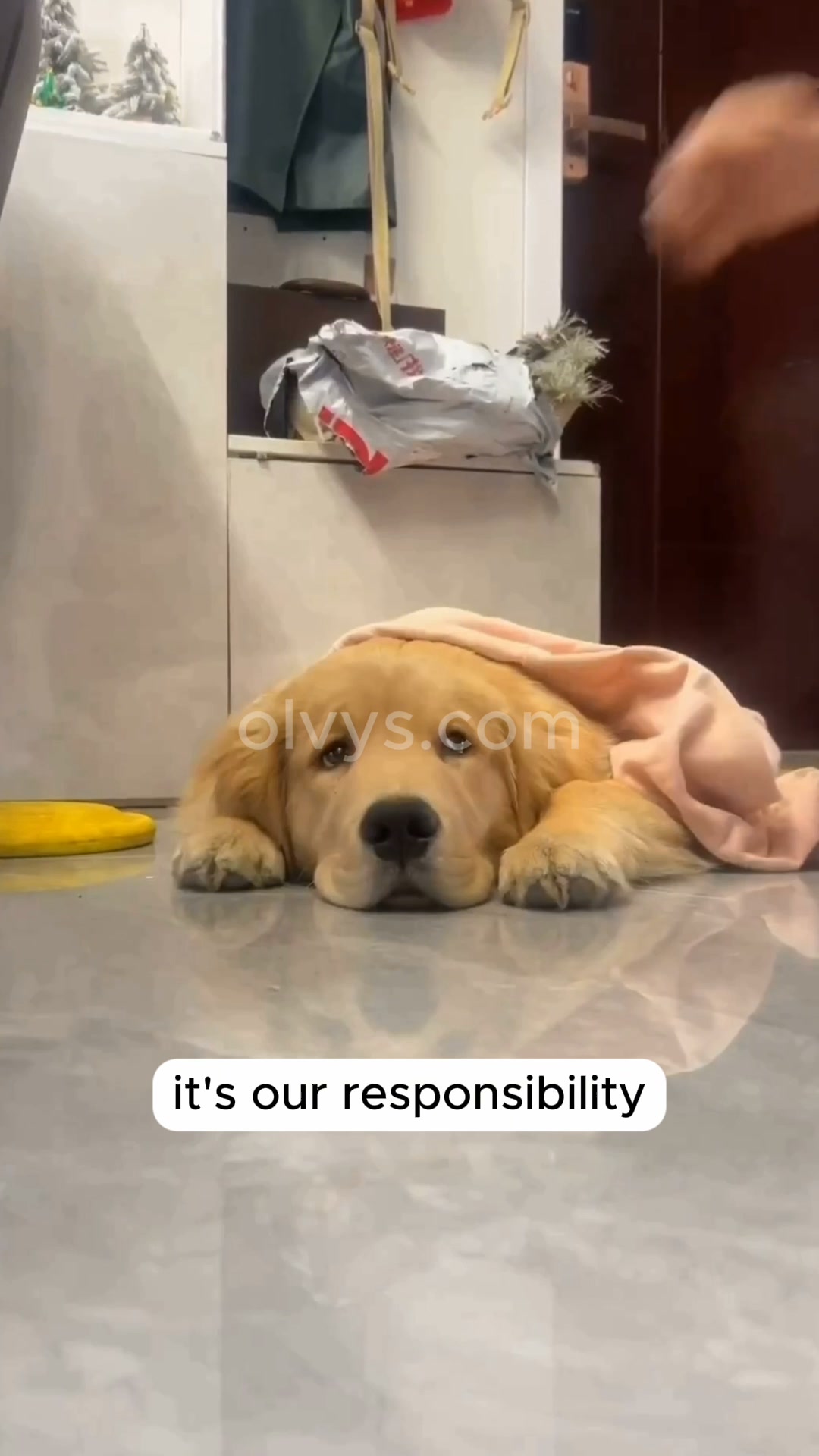 Help your pet rest better | Save 45%