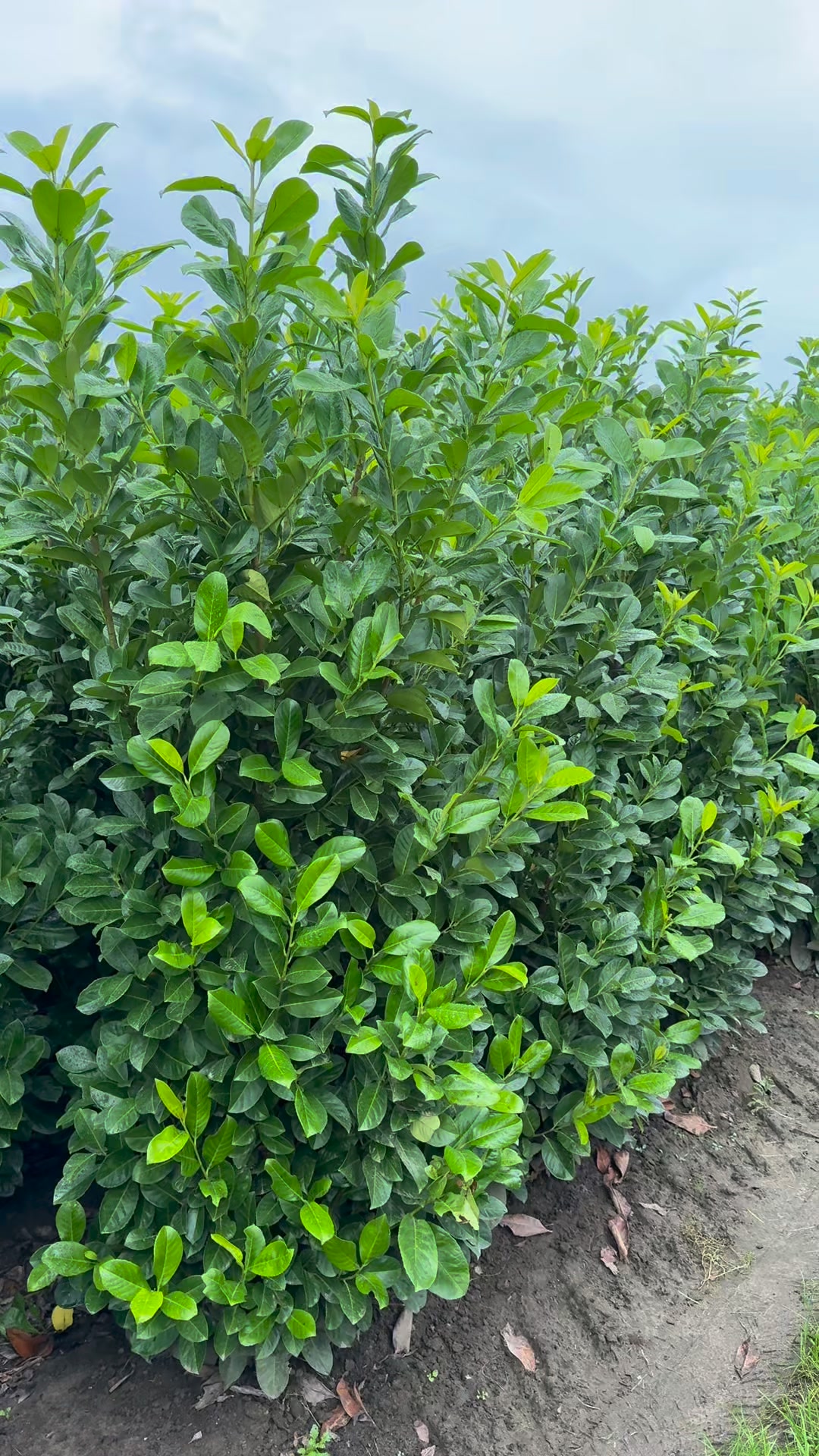 Premium Hedging Delivered Nationwide