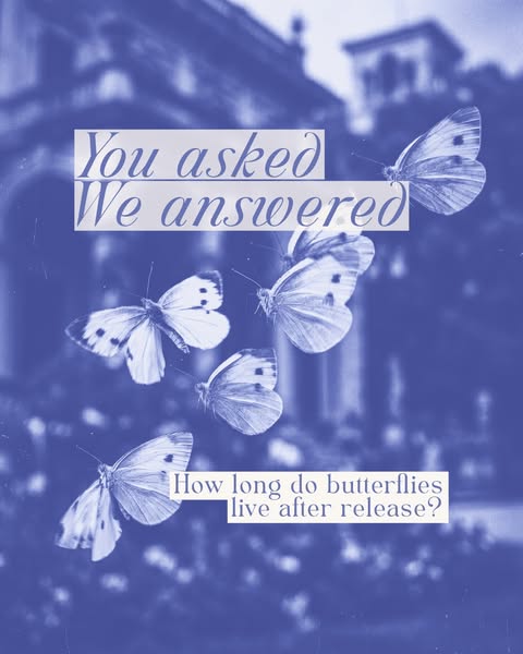 Anúncio de Butterflies for Events
