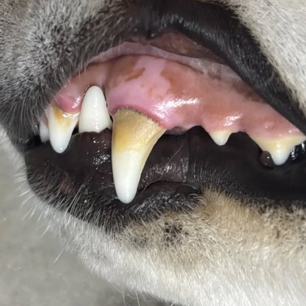 Read this if your dog has bad breath