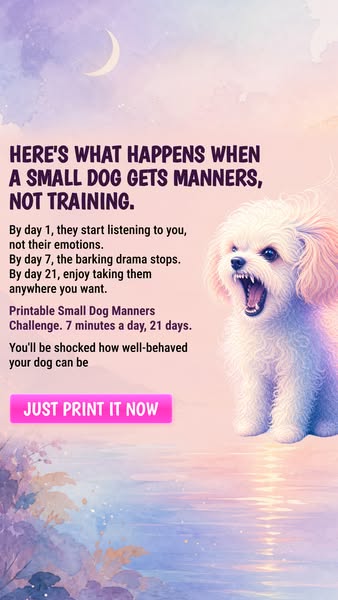 Small dog, big attitude? SAVE THIS ▶
