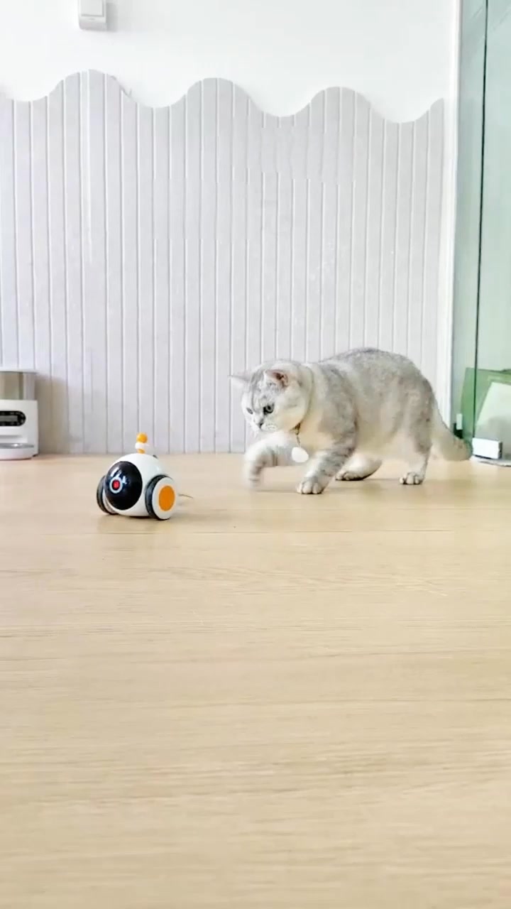 Smart Tech Your Cat Can't Resist