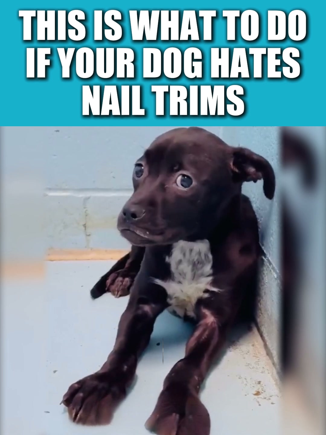 NailHero - See The Quick Before You Cut!