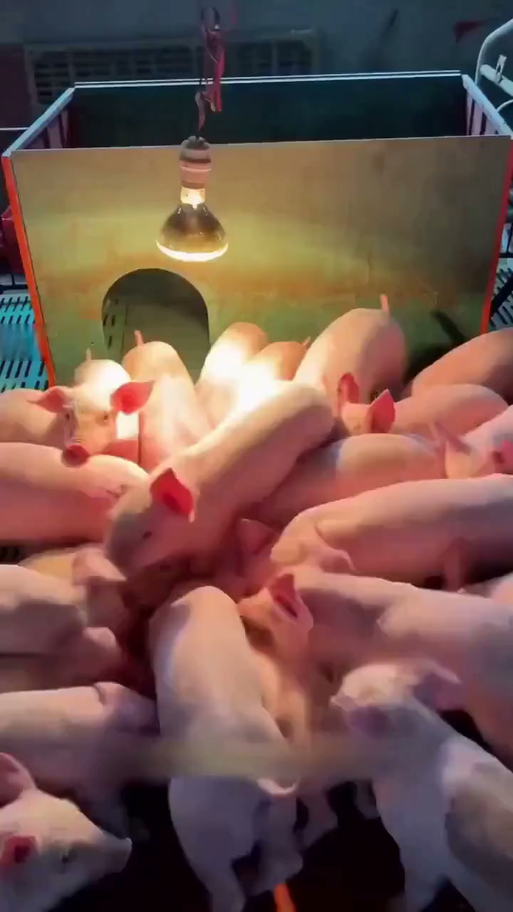 Anúncio de Gohomelyoo