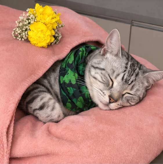 Lies das, um deine Katze zu schützen