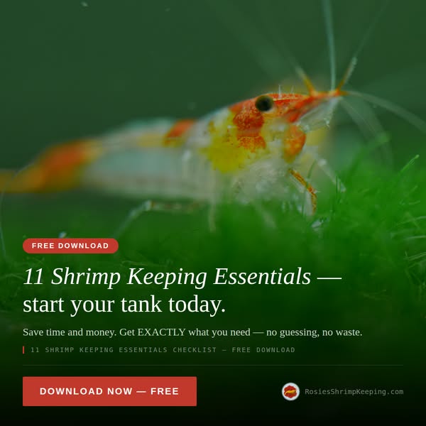 11 Shrimp Keeping Essentials Checklist