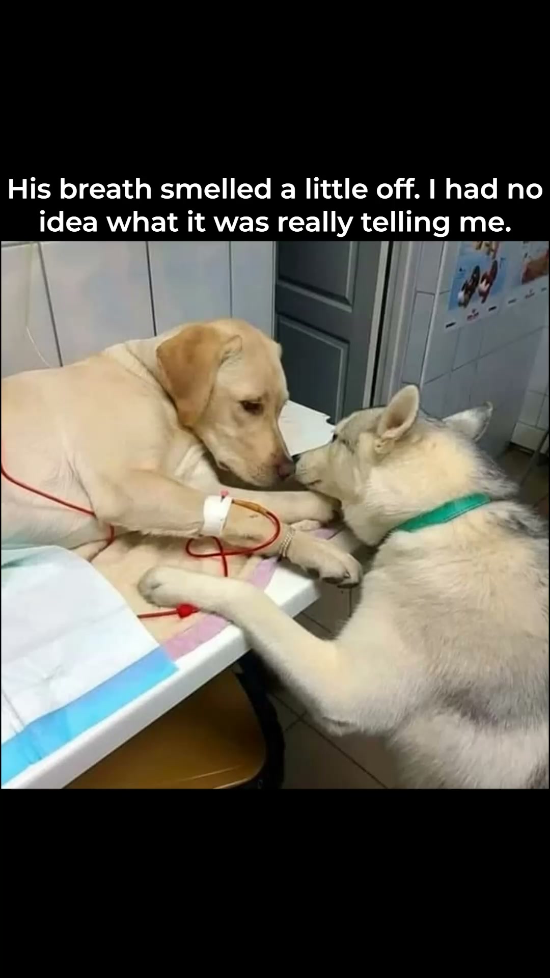 The Shocking Truth About Dog Breath