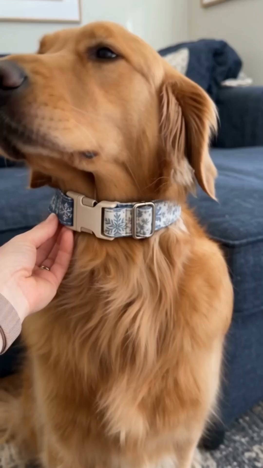 Make Your Dog’s Next Collar