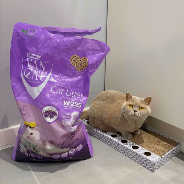 Anúncio de a_ginger_cat_named_rascal