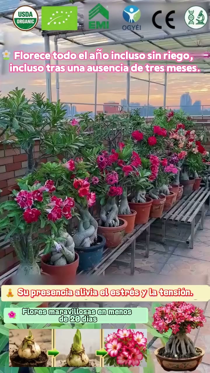 ¡Descubre la magia de la Rosa del Desierto! Prácticamente sin mantenimiento