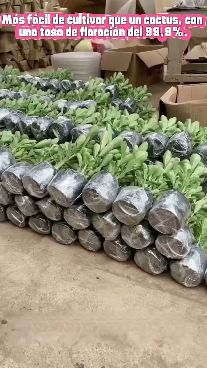 Anúncio de Geulri Hot Hauls