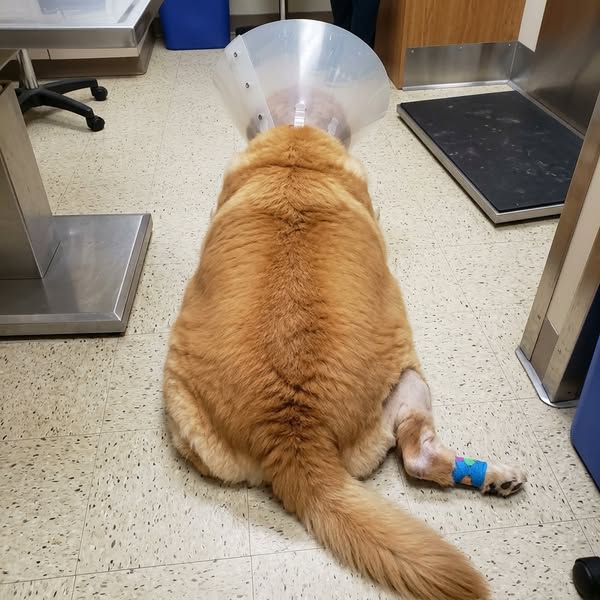 He Passed Every Vet Check
