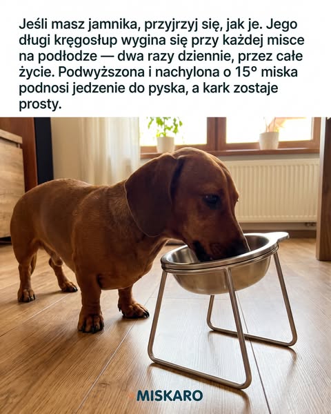 To miska, nie jedzenie.