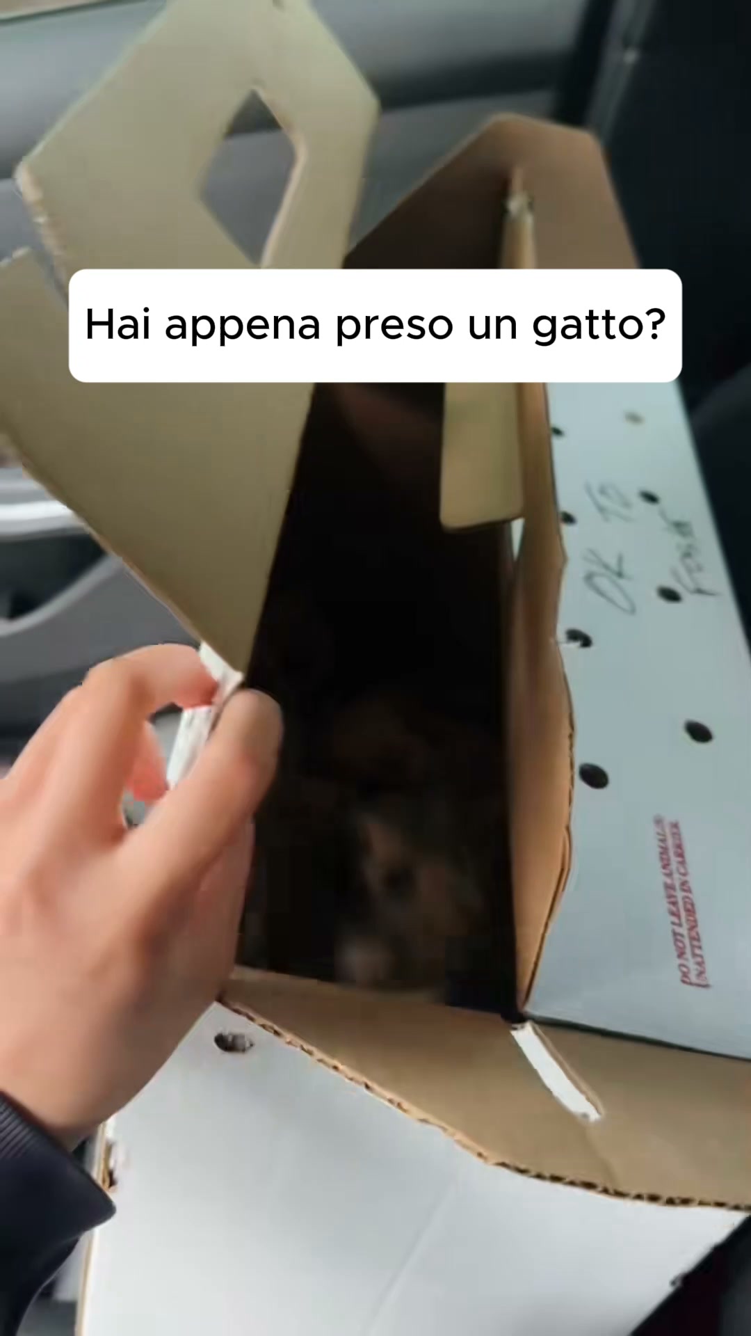 Mai più odore di lettiera