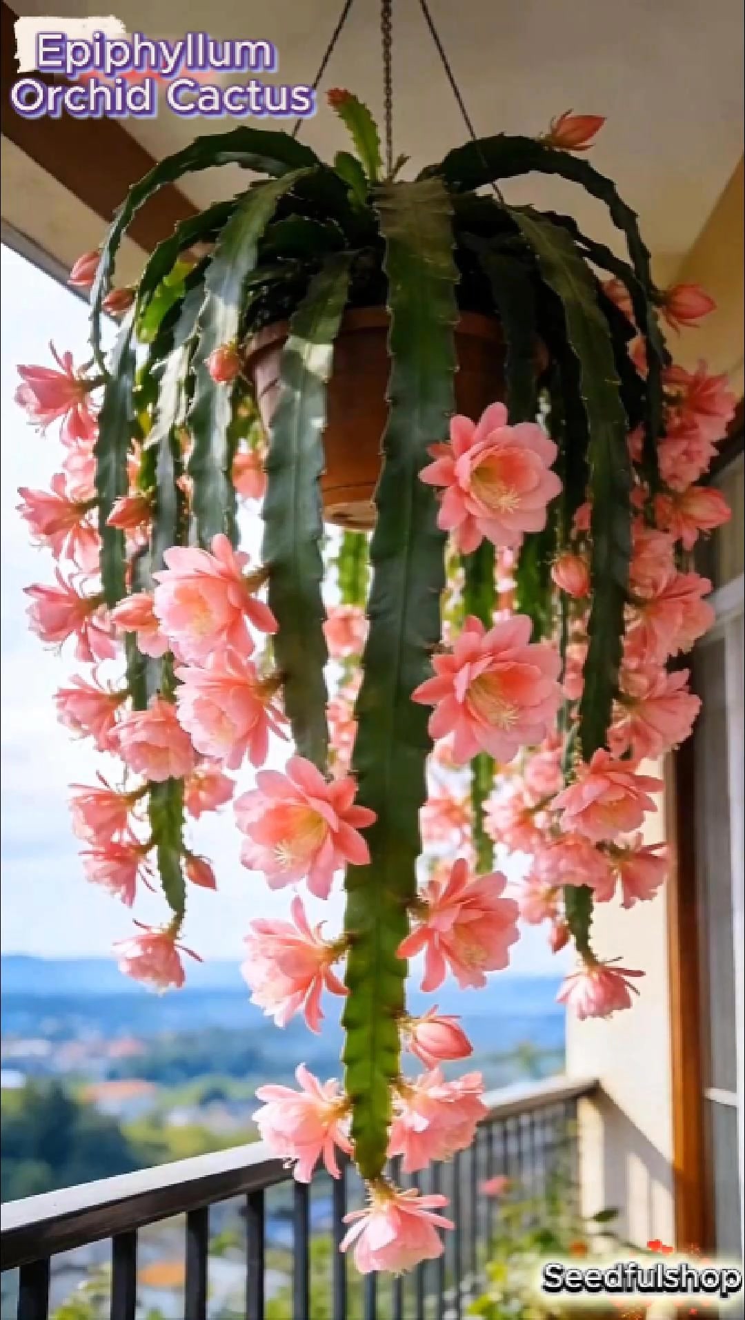 Rare Epiphyllum Orchid Cactus – Stunning Exotic Blooms