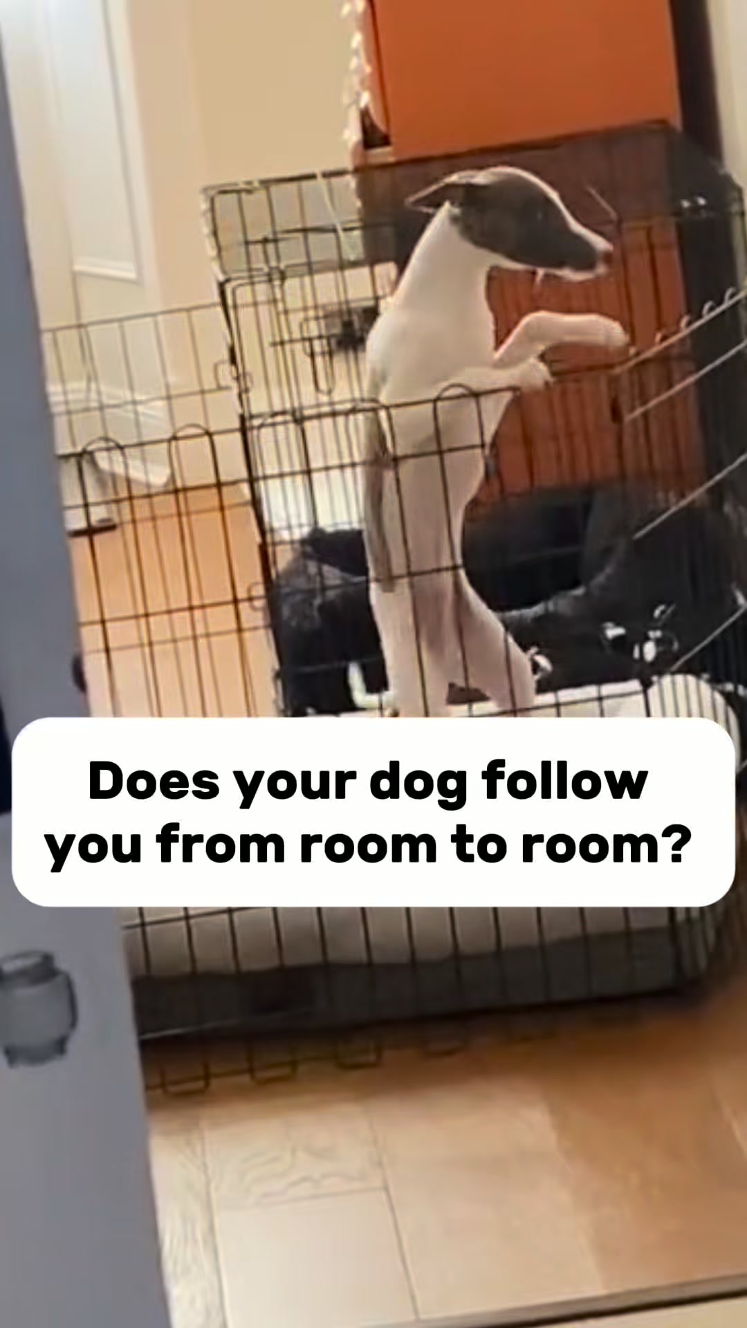 Daily Calm for Anxious Dogs