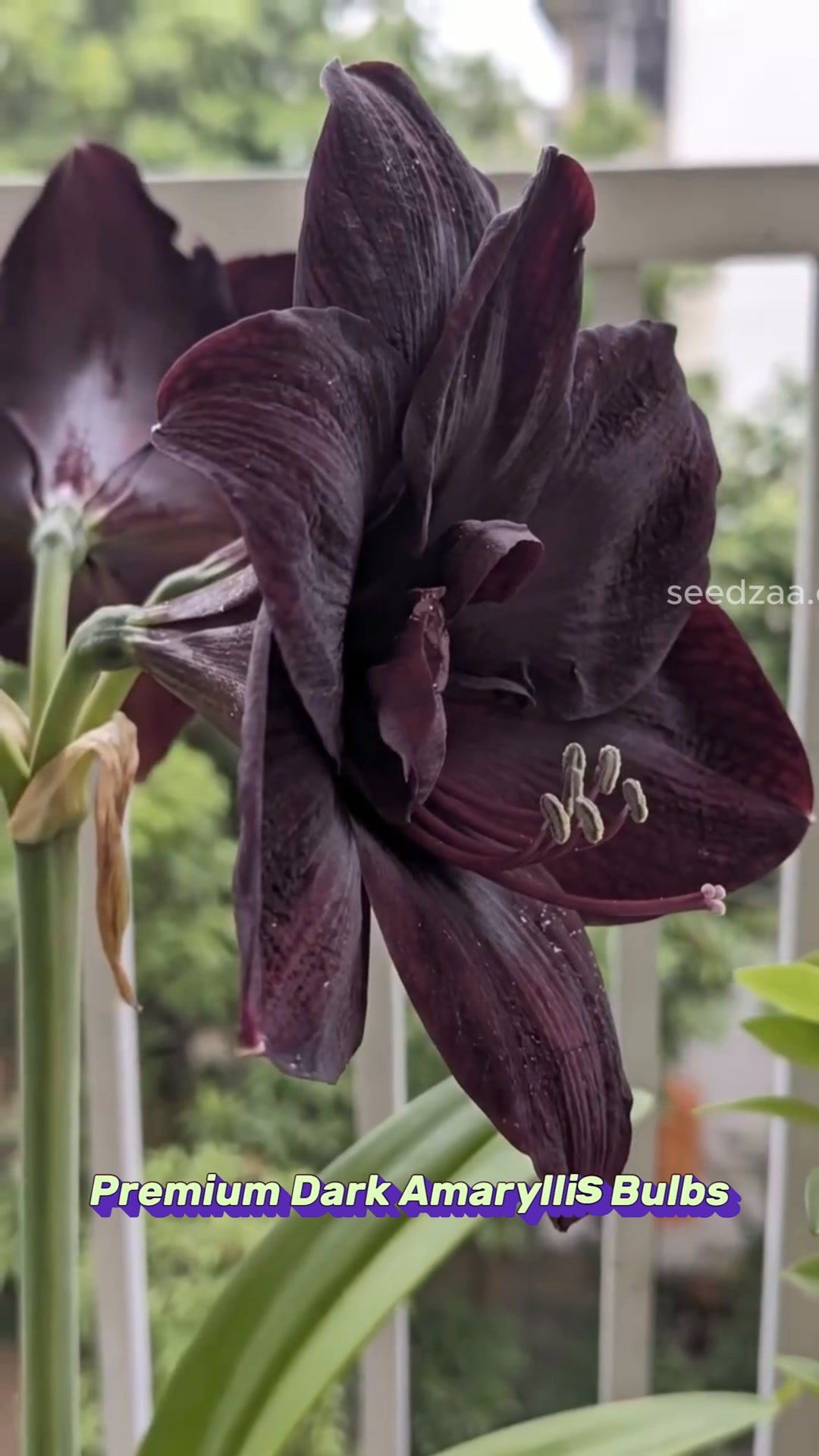 No.1 Giant Double Bloom King – Luxury Perfume Amaryllis Bulbs