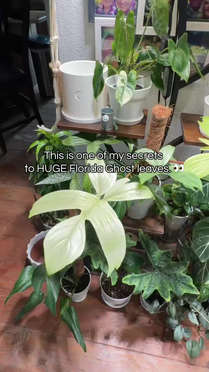 Dual Head Full Spectrum LED Grow Light News