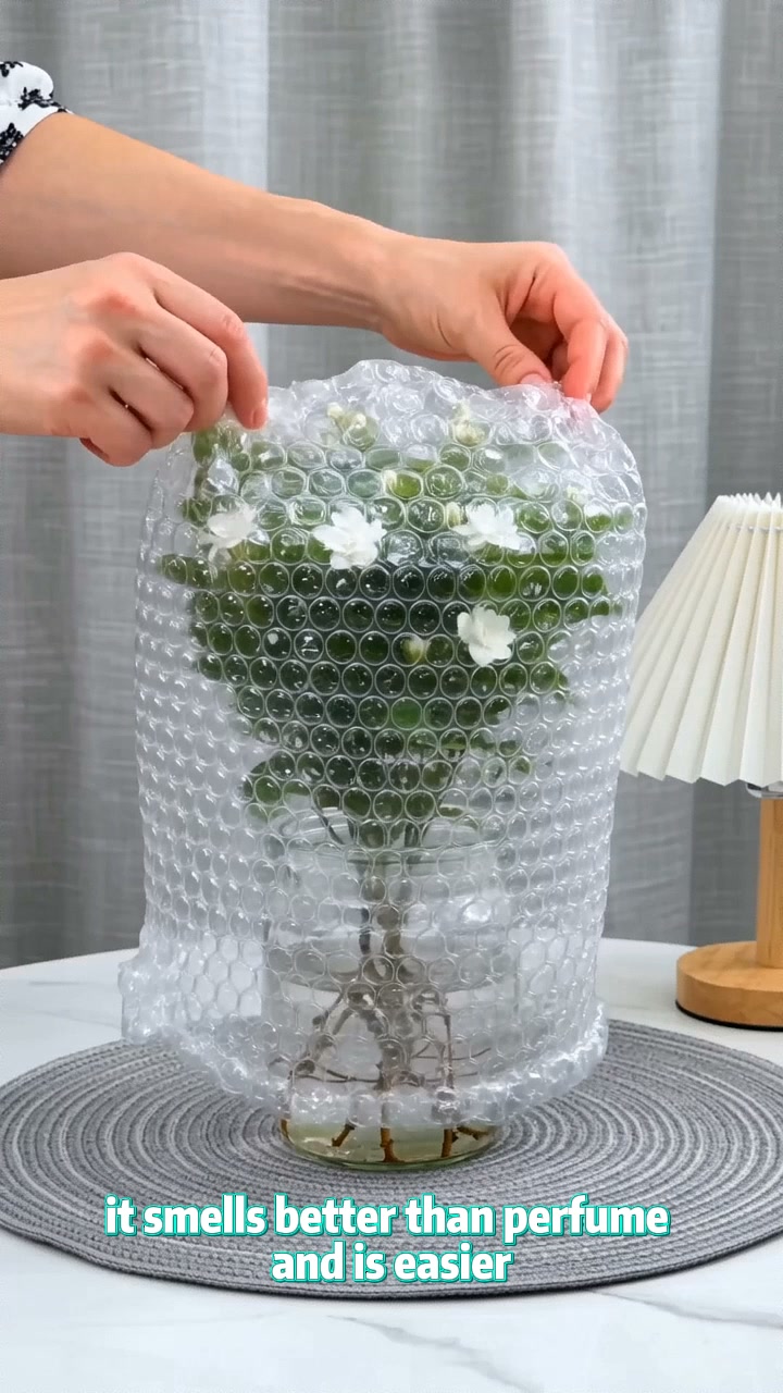 Jasmine Potted Plant