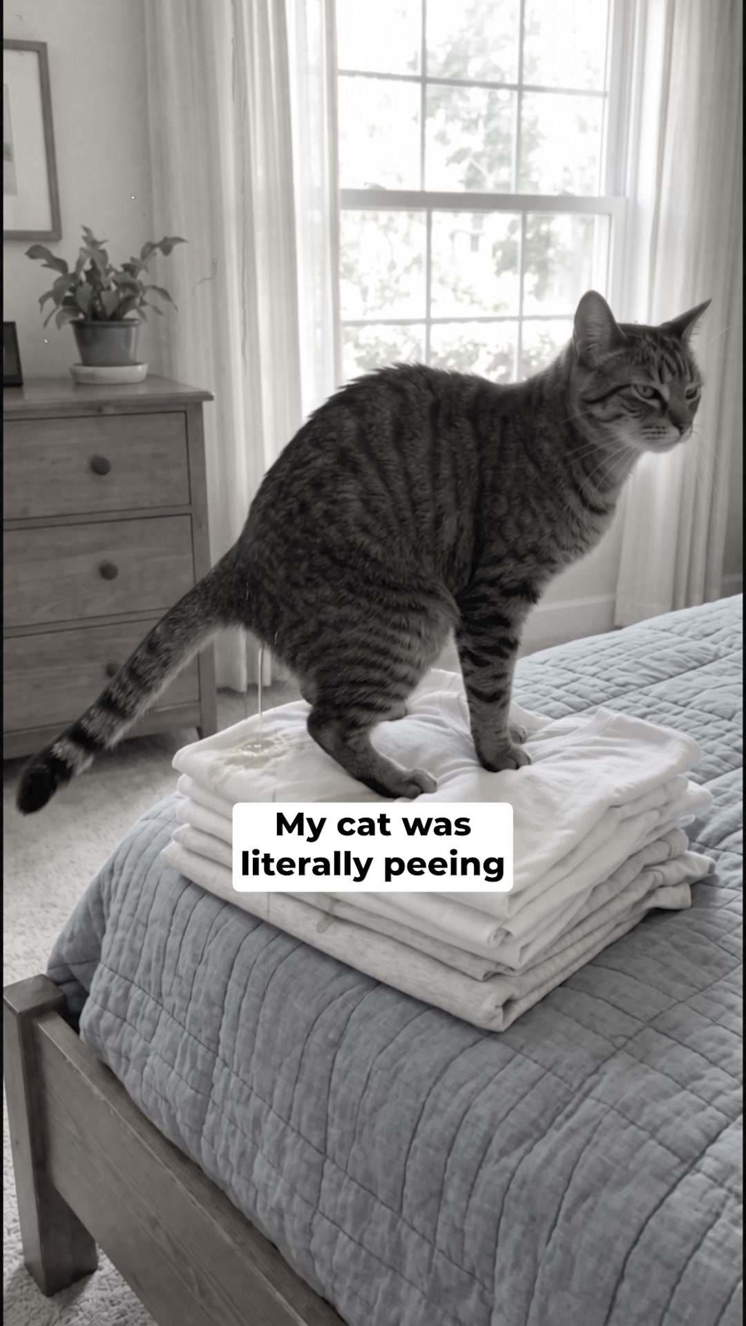 Help Your Cat Feel More Settled