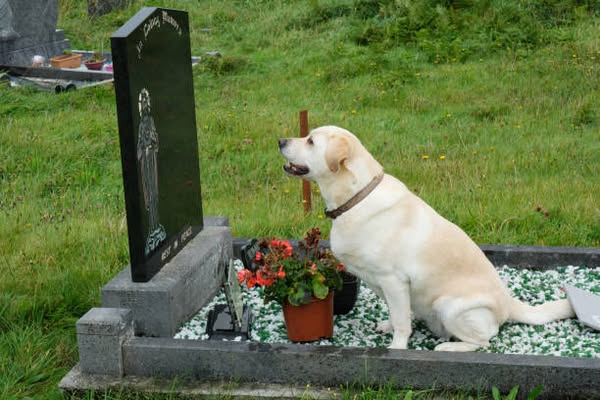 Read this if you love your pet.