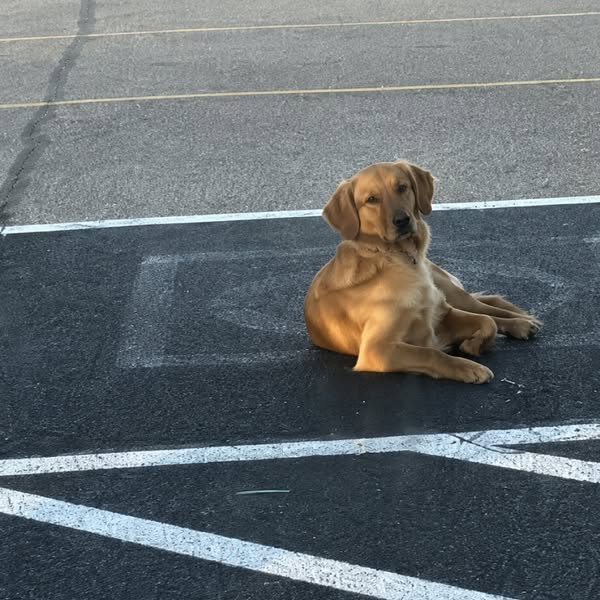 Ik vond een hond achter de IKEA. Wat haar baasje mij vertelde, redde het leven van mijn hond