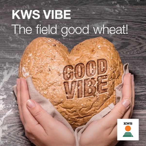 KWS Vibe