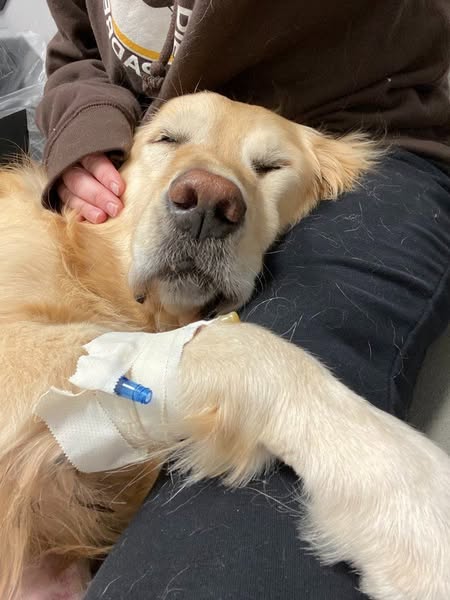Lies das, wenn dir das Leben deines Hundes wichtig