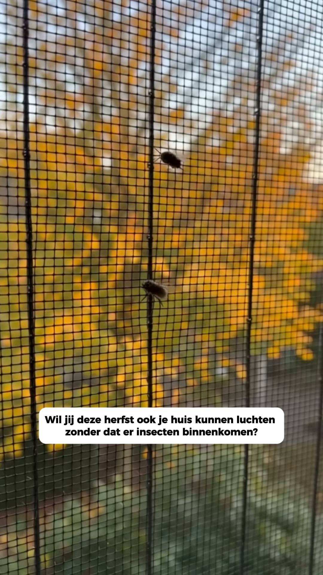 Maak jouw raam insectvrij