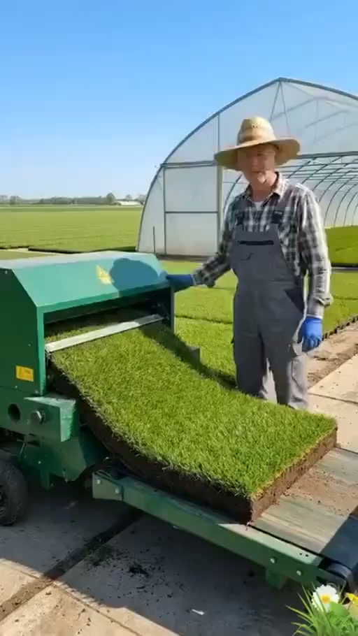Four Seasons Evergreen Dwarf Grass Seed | Create Your Perfect Lawn, Starting Here!