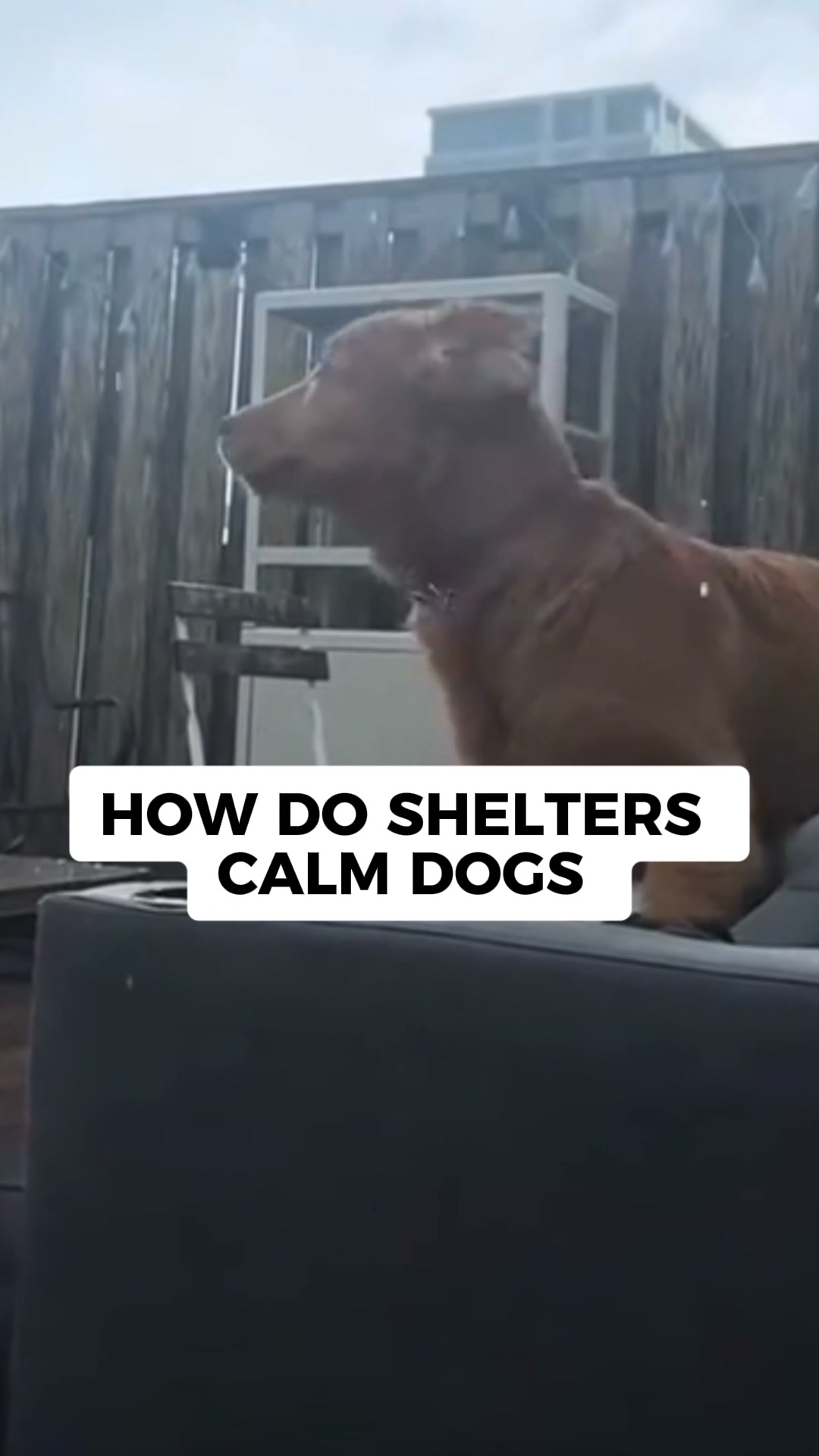Your Vet Won't Tell You This About Storm Anxiety