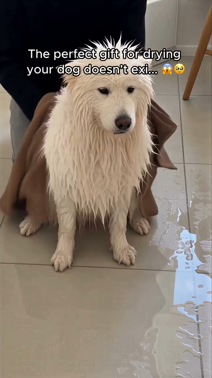 No More "Wet Dog Shake" Mess!