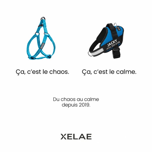 Le harnais n°1 pour des promenades plus agréables