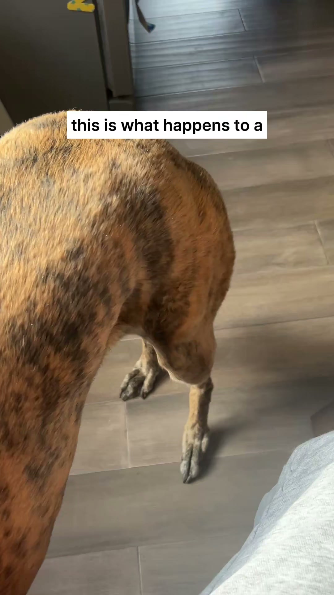Vets Love It. Dogs Love It. Owners Trust It.