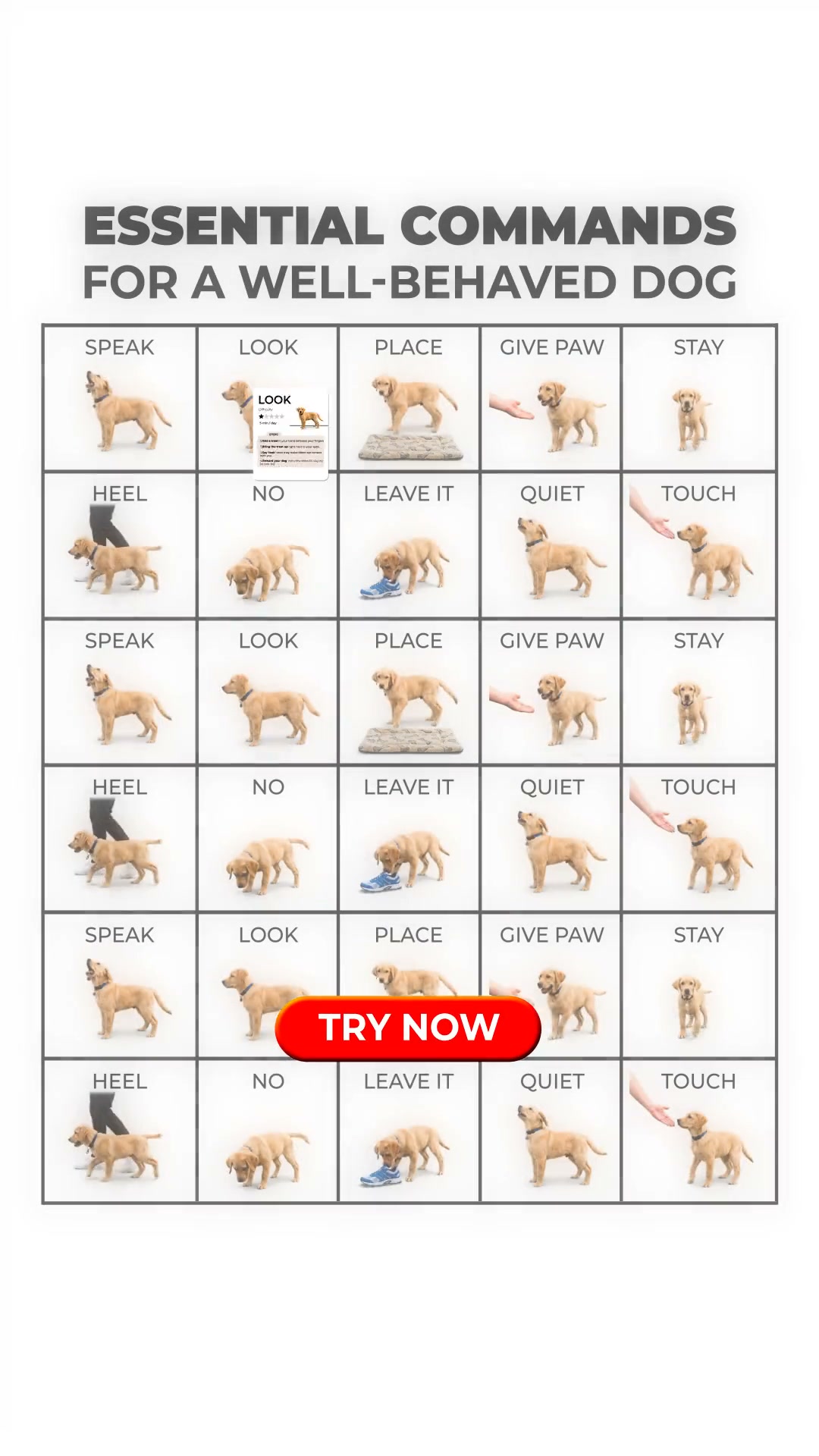 Professional Dog Training Made Simple