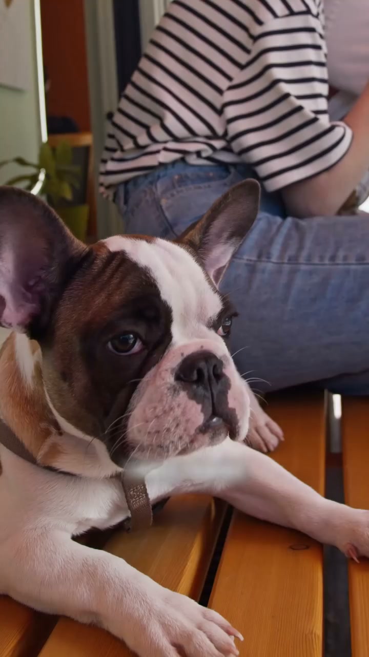 Your Frenchie deserves better.
