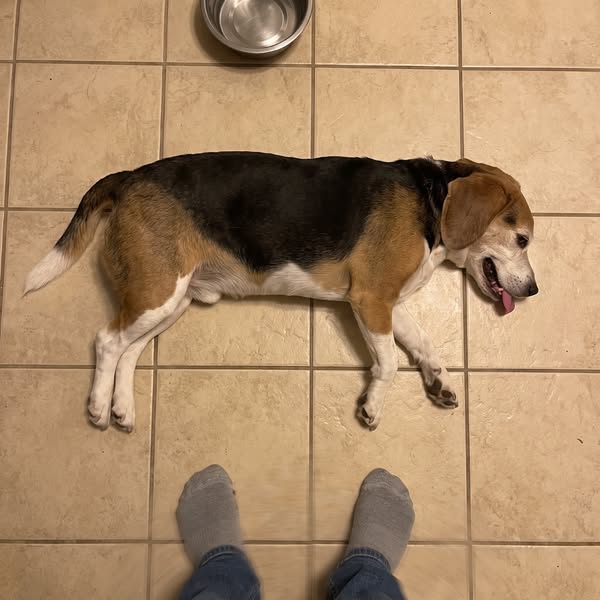 Read This If You Have A Dog
