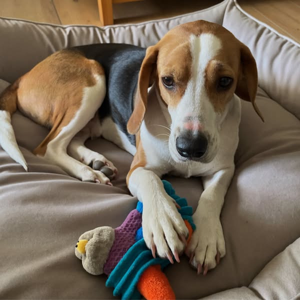5 Reasons Dog Parents Are Switching to IVDD Mushroom Chews