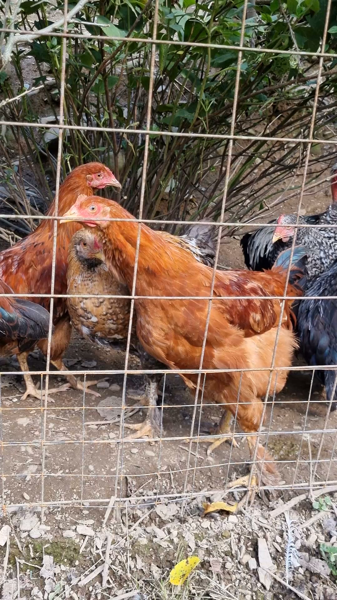 Automatic Locking. Safer Chickens.