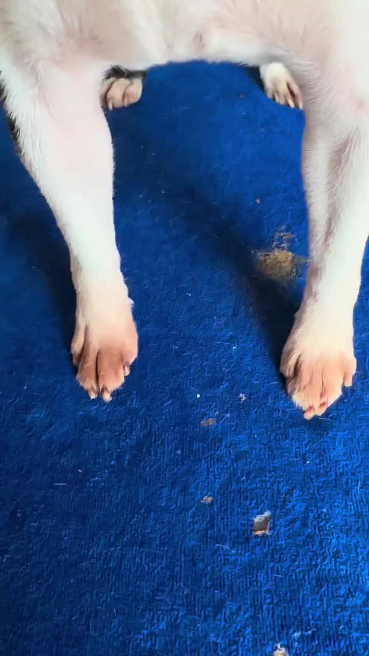 Puppy Yeast Relief Agent