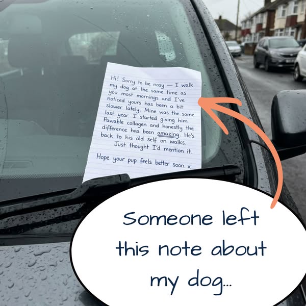 For dogs who aren't quite themselves on walks anymore