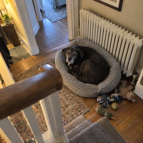 For anyone with an older dog