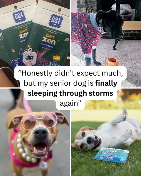 Say Goodbye to Barking, Peeing & Panic — All from Pet Zen