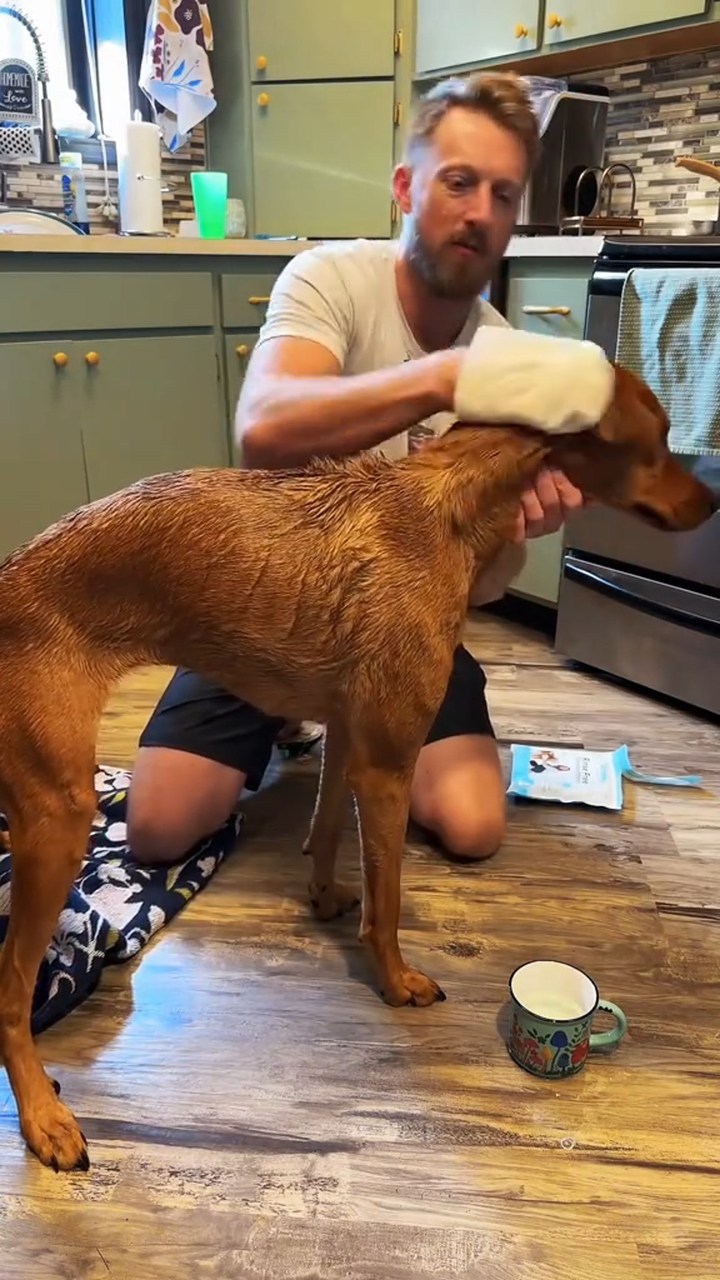 Rinse-Free Dog Shampoo Mitts