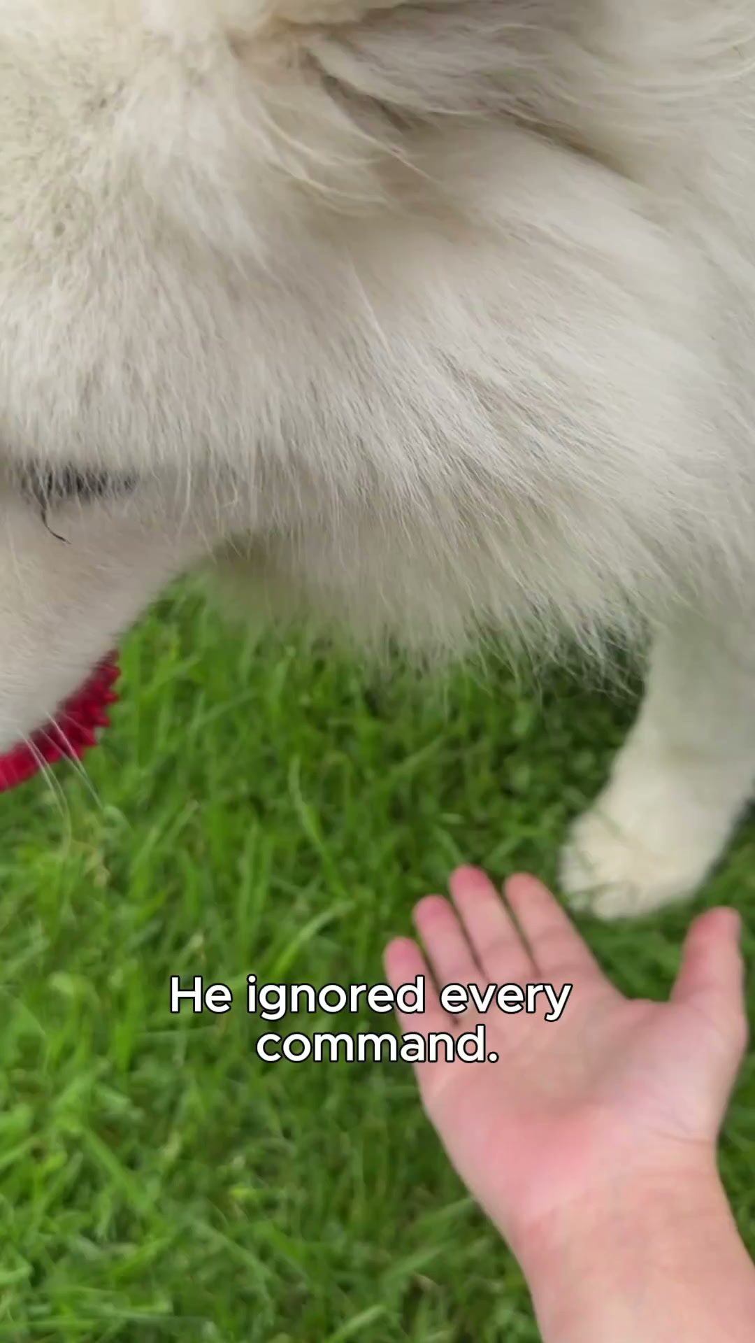 Professional Dog Training Made Simple