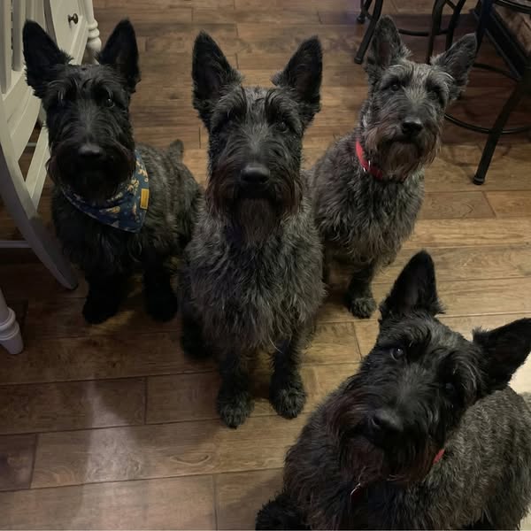 One Family's Dogs Always Lived Past 17 Publication partagée