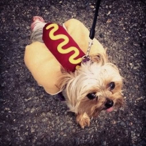 My Yorkie's costume contest went horribly wrong…