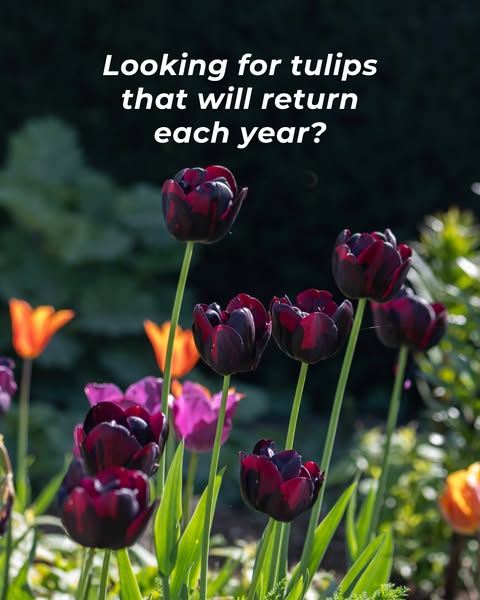 Our top picks for perennial tulips