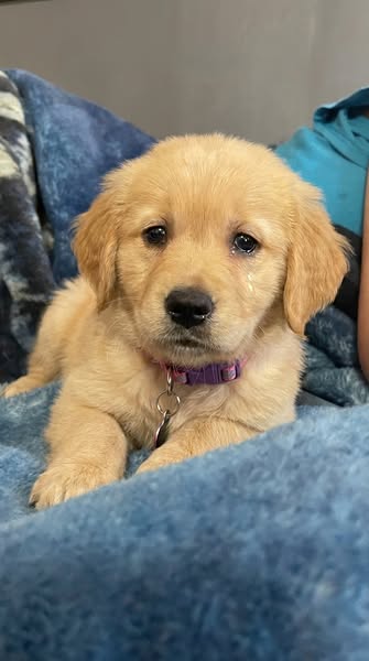 Help your anxious dog feel safe and calm
